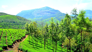 Munnar